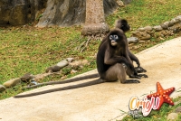 Orion-Cruise-2018-79