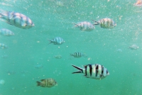 Orion Boat Trips